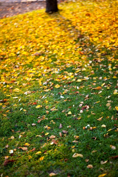 stock image Seasonal Dry Autumn Leaves in Nature Photo