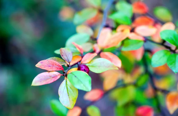 大自然照片中的详细绿季叶子 — 图库照片