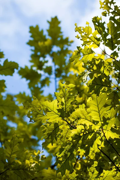 Szczegółowe Zielone Liście Sezonowe Przyrodzie Zdjęcie — Zdjęcie stockowe