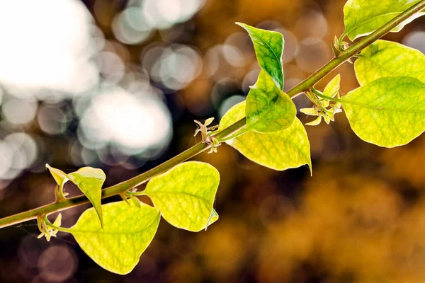 Seasonal Leaves Nature Photo — 스톡 사진