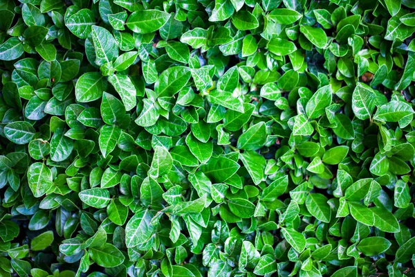 Ayrıntılı Yeşil Mevsimlik Doğada Yapraklar Fotoğrafı — Stok fotoğraf