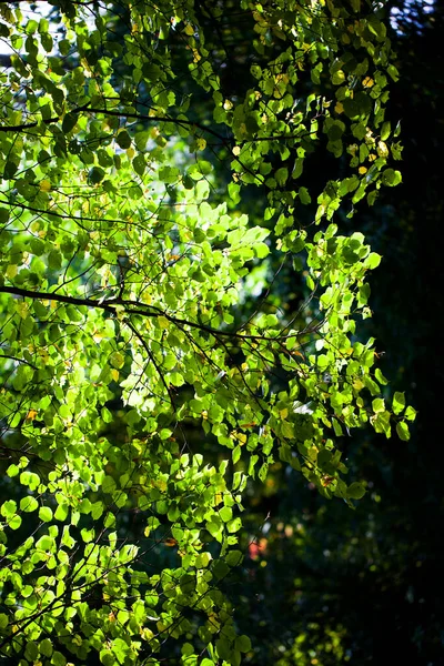 Detailed Green Seasonal Leaves Nature Photo — Stock Photo, Image