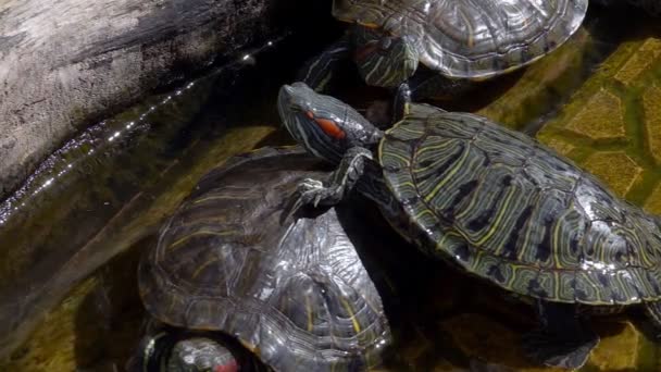 Tortue Aquatique Reptile Animal Dans Une Piscine Eau — Video