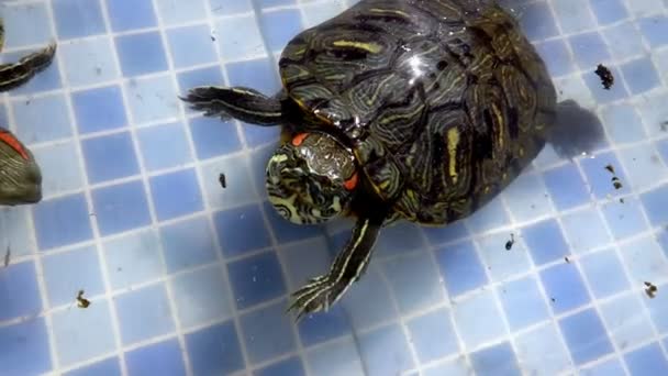 Tortue Aquatique Reptile Animal Dans Une Piscine Eau — Video