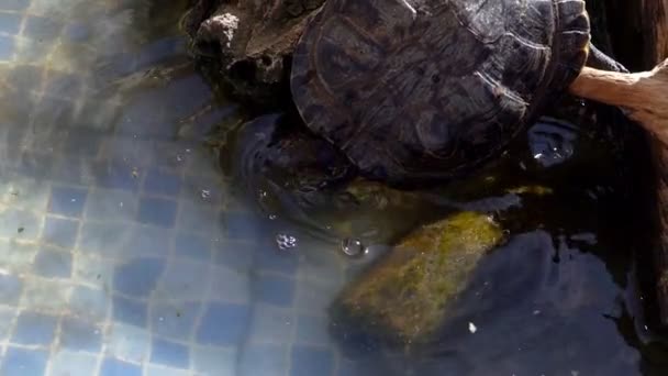 Tortuga Agua Acuática Reptil Animal Una Piscina Agua — Vídeo de stock