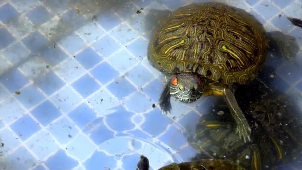 Dier Reptiel Aquatische Waterschildpad Een Waterpoel — Stockvideo