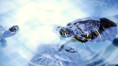 Su Havuzundaki Hayvan Sürüngen Su Kaplumbağası