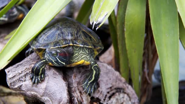 Tortuga Agua Acuática Reptil Animal Una Piscina Agua — Vídeos de Stock