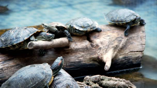 Tierisches Reptil Wasserschildkröte Einem Wasserbecken — Stockvideo