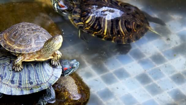 Tortuga Agua Acuática Reptil Animal Una Piscina Agua — Vídeos de Stock