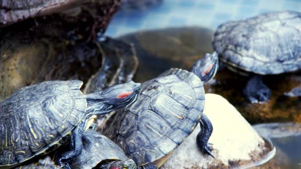 Havuzundaki Hayvan Sürüngen Kaplumbağası — Stok video