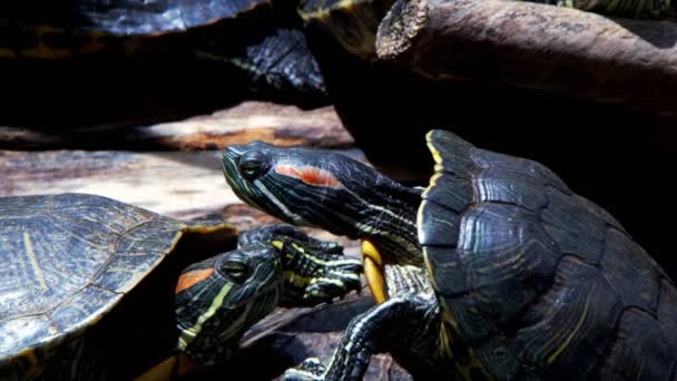 Tierisches Reptil Wasserschildkröte Einem Wasserbecken — Stockvideo