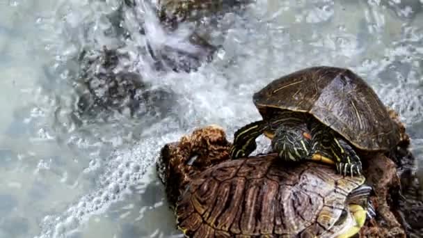 Tierisches Reptil Wasserschildkröte Einem Wasserbecken — Stockvideo