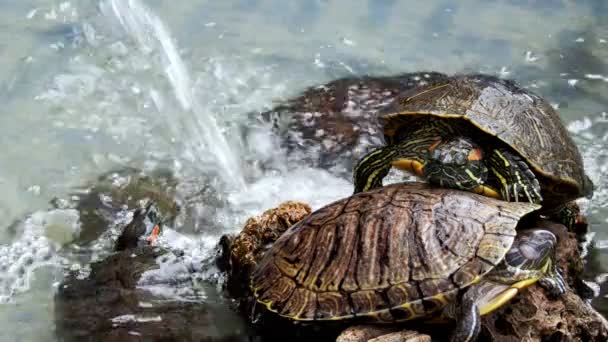 Tortuga Agua Acuática Reptil Animal Una Piscina Agua — Vídeo de stock