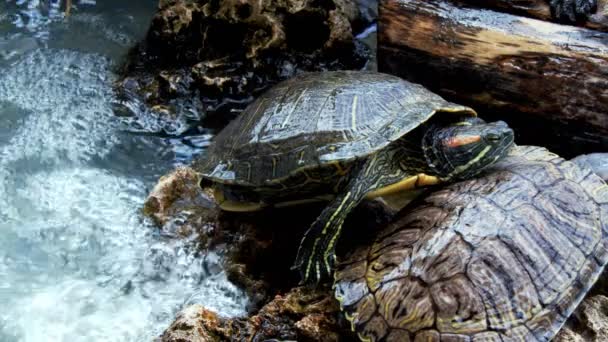 水塘内的动物爬行动物水龟 — 图库视频影像