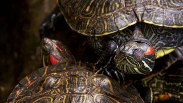 Черепаха Рептилия Водном Бассейне — стоковое видео