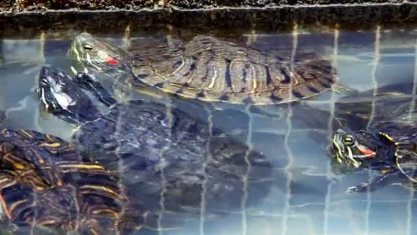 Dier Reptiel Aquatische Waterschildpad Een Waterpoel — Stockvideo