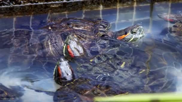 Dier Reptiel Aquatische Waterschildpad Een Waterpoel — Stockvideo