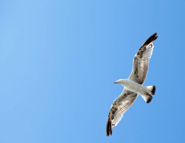 Hayvan Kuşu Martısı Gökyüzü Fotoğrafında Uçuyor