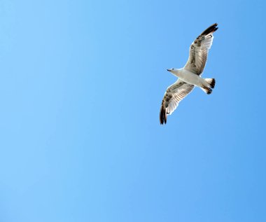 Hayvan Kuşu Martısı Gökyüzü Fotoğrafında Uçuyor