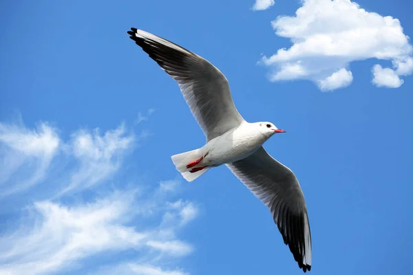 Animal Pássaro Gaivota Voando Céu Foto — Fotografia de Stock
