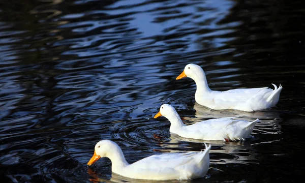 Sweet Animal Bird Duck in Lake in Nature Photo