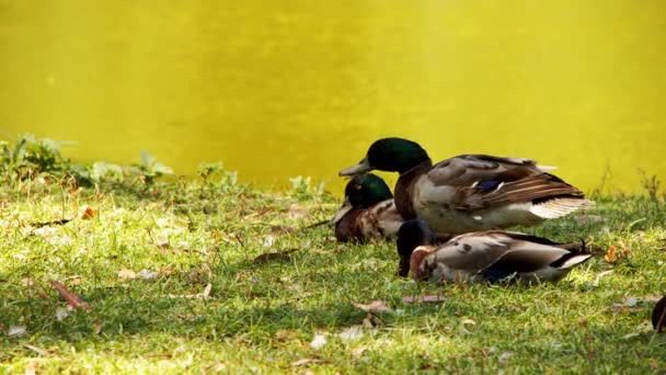 Animal Ducks Lake — Stock Video