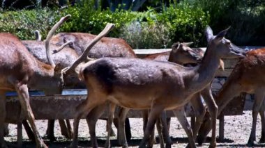 Ahırda Geyikler Besleniyor