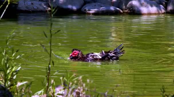 Eend Zit Baden Een Groen Meer — Stockvideo