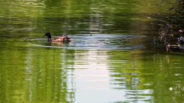 Anatra Sta Nuotando Lago — Video Stock