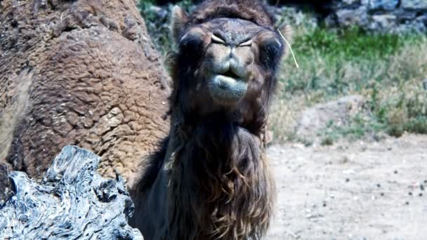 哺乳类动物骆驼咀嚼 — 图库视频影像