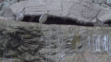 Şelale, Kayalar ve Martı 