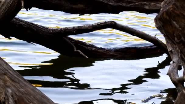 Water Droge Bossen Aan Het Meer — Stockvideo