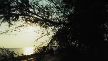 Gün batımında Deniz kenarında Ağaç ve İnsanlar Silueti