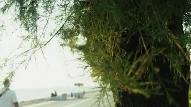 Gün batımında Deniz kenarında Ağaç ve İnsanlar Silueti