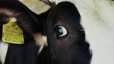 Memeli Çiftlik Hayvanı Ahır 'da İnek