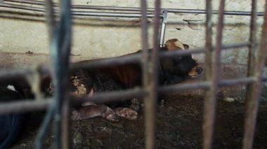 Memeli Çiftlik Hayvanı Ahır 'da İnek