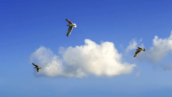 Gaivota Céu Azul Frente — Fotografia de Stock