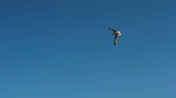 前蓝天上的海鸥 — 图库照片