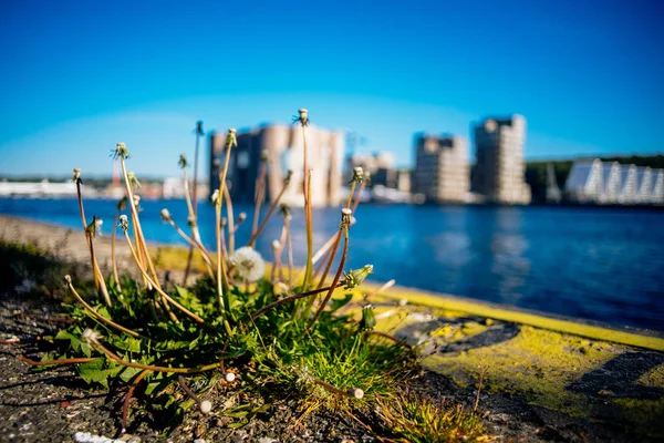 Dandelions on the pier in the background of blue water and buildings. Blur. Background