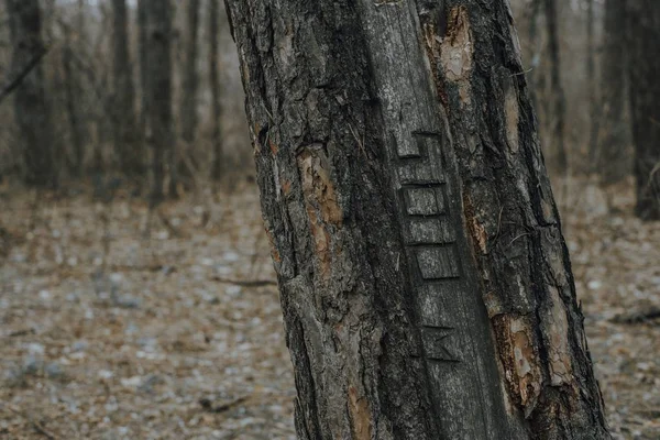 Árbol en el bosque de primavera con la inscripción 500. Textura. Desenfoque — Foto de Stock