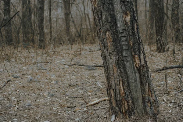 Albero nella foresta primaverile con iscrizione 500. Texture. Sfocatura — Foto Stock