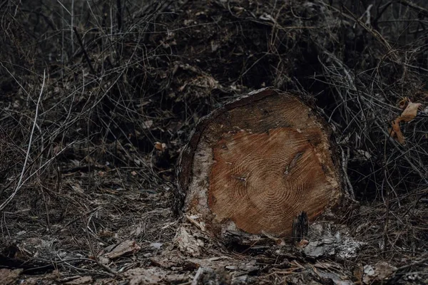 Fa textúrája hullámos gyűrű mintás egy szelet fa. Szürkeskála fából készült fatönk — Stock Fotó