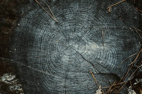 Textura de madera de patrón de anillo ondulado de una rebanada de árbol. Escala de grises muñón de madera atada — Foto de Stock