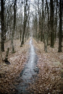 Yol uzaklara gidiyor. Sonbahar manzarası. Bulanık -lık                            