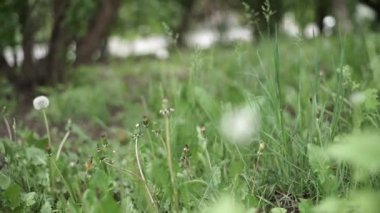 Yeşil bir alana yakın çekim