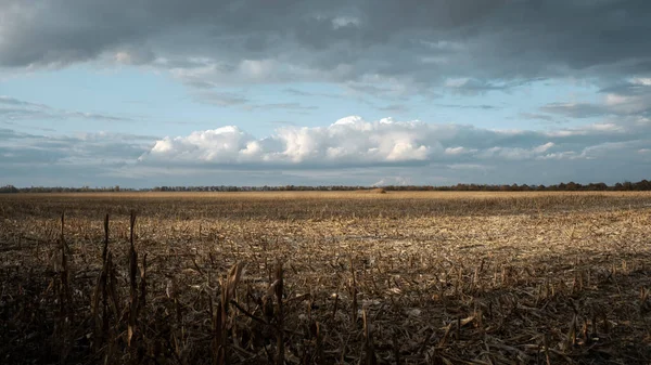 Krajina kukuřičného pole. Scénický výhled na pole za letního slunečného dne. Mraky — Stock fotografie