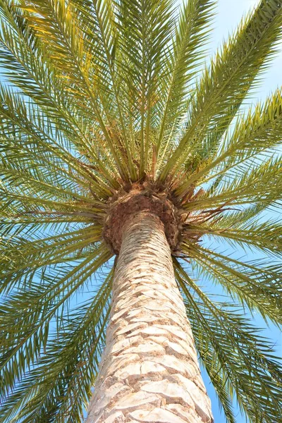 Palm tree in the beautiful city of Spain Maspalomas