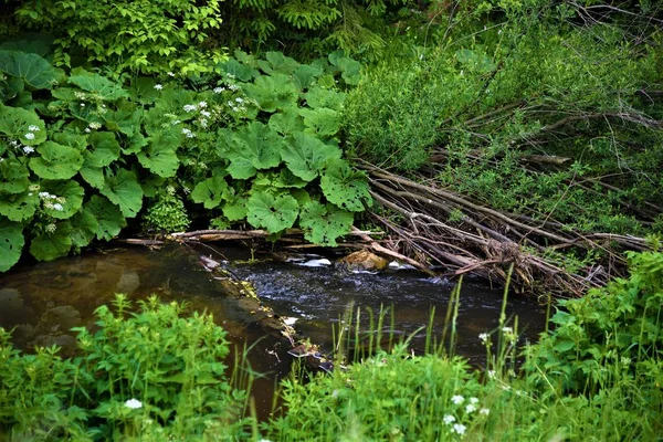 Pritok Potuku Brezinka Rece Bela Slovenskych Tatrach — Stock Photo, Image