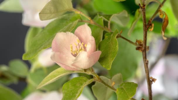 Flor Ameixa Flor Lapso Tempo Macro Timelapse Vídeo Uma Ameixa — Vídeo de Stock